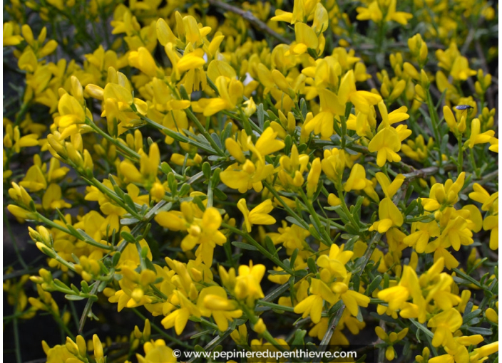 Genista 'Lydia', Genêt de Lydie, jaune vif - Pépinière du Penthièvre ...