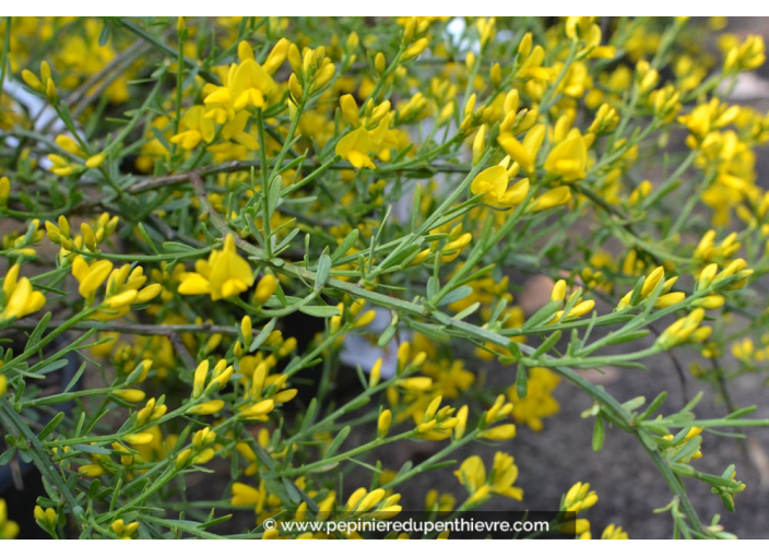 Genista 'Lydia', Genêt de Lydie, jaune vif - Pépinière du Penthièvre ...