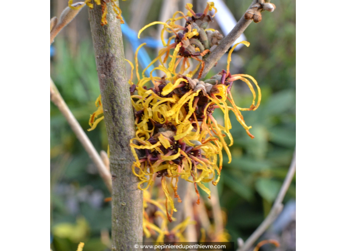 HAMAMELIS x intermedia 'Pallida'