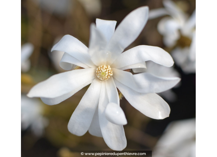 MAGNOLIA stellata