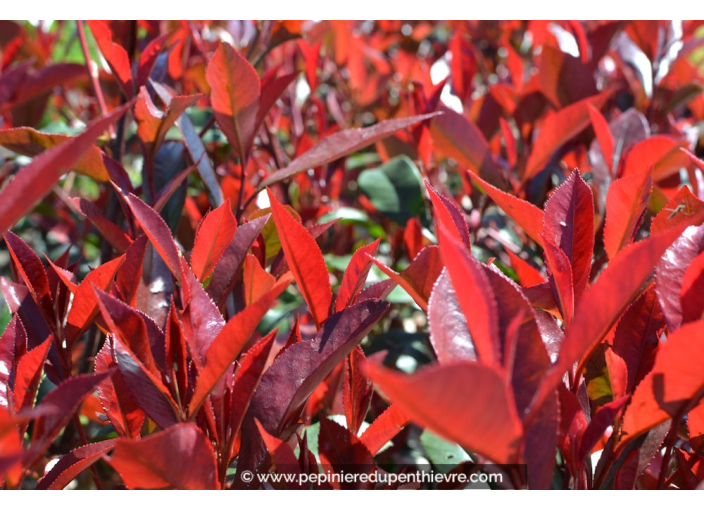 PHOTINIA x fraseri 'Carré rouge'