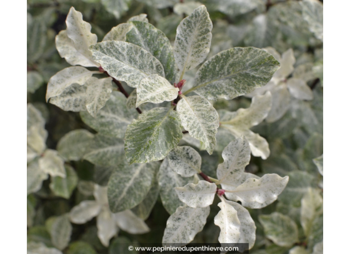 PITTOSPORUM tenuifolium 'Irene Paterson'