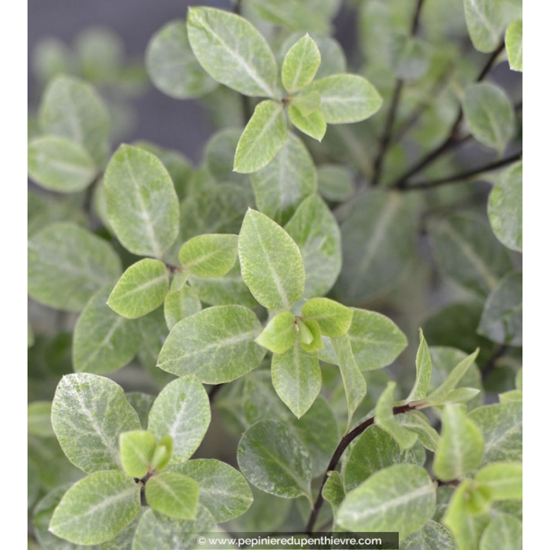 Pittosporum Tenuifolium Irene Paterson Haie P Pini Re Du Penthi Vre