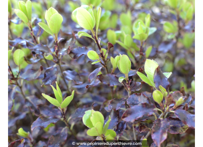 PITTOSPORUM tenuifolium 'Tom Thumb'