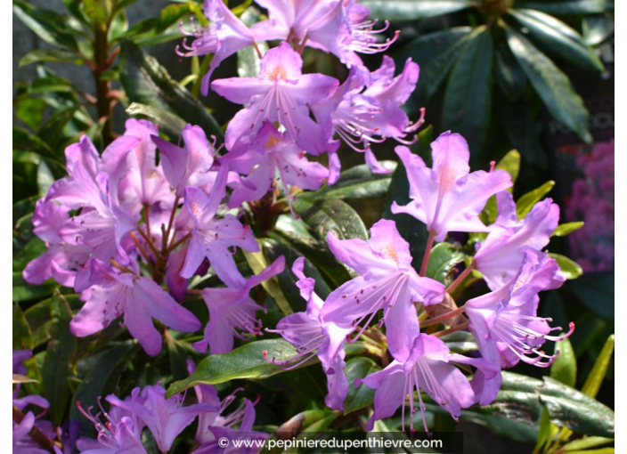 RHODODENDRON ponticum