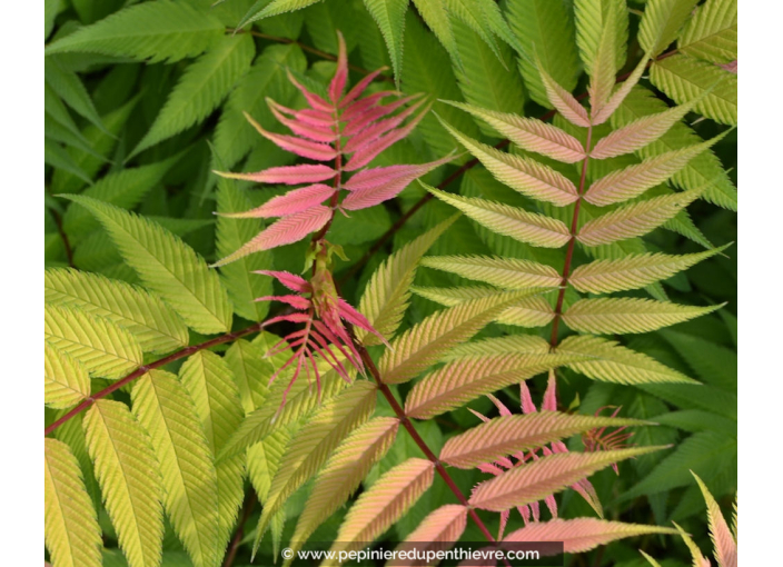 SORBARIA sorbifolia 'Sem'