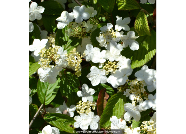 VIBURNUM plicatum 'Lanarth'