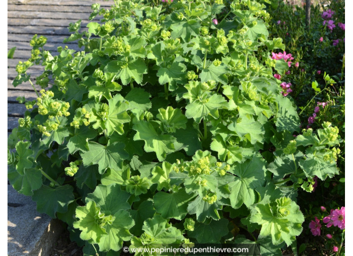 ALCHEMILLA mollis