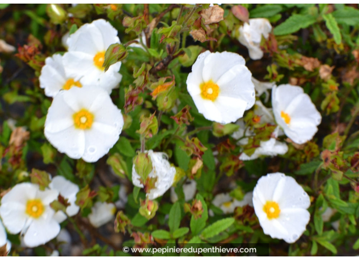 CISTUS florentinus