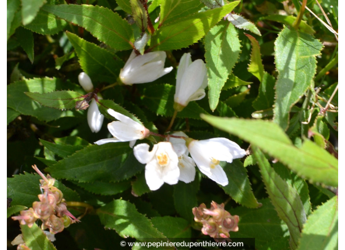 DEUTZIA crenata 'Nikko'