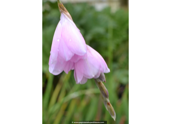 DIERAMA pendula