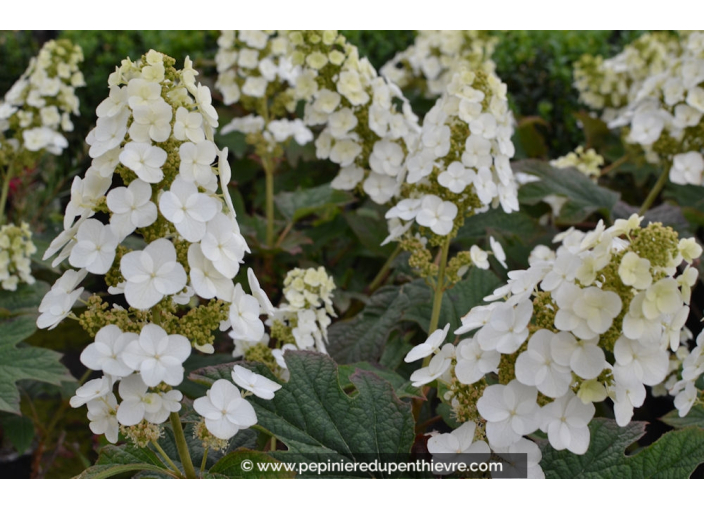 HYDRANGEA quercifolia 'Snowqueen'