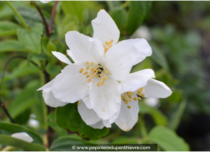 PHILADELPHUS coronarius