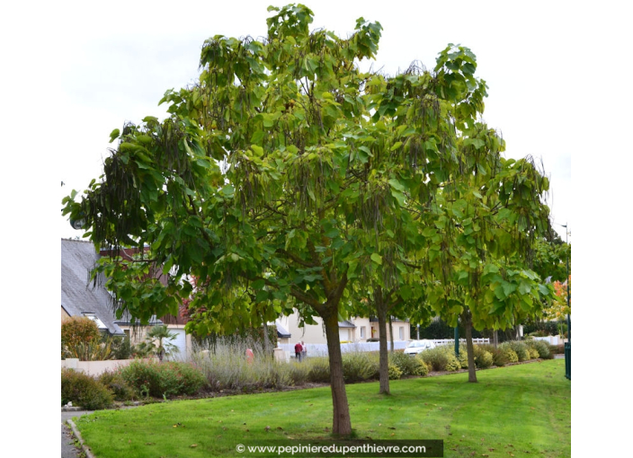 CATALPA bignonioides