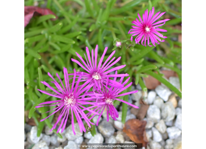 DELOSPERMA cooperi