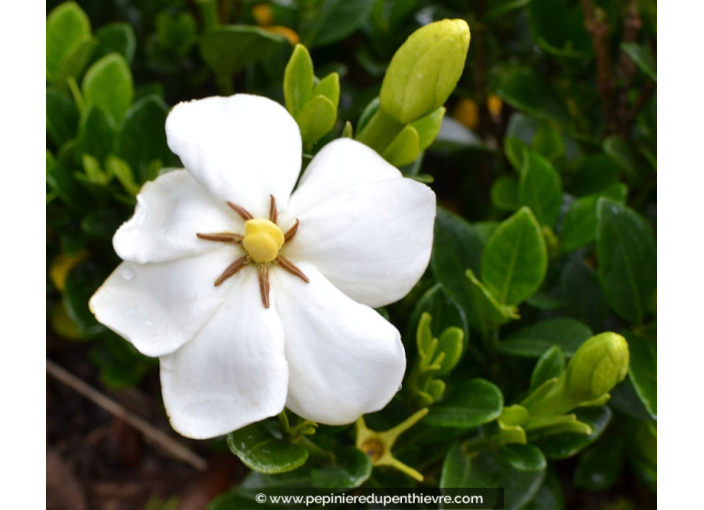 GARDENIA 'Kleim's Hardy'