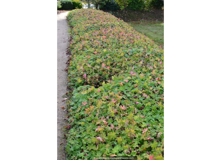 GERANIUM macrorrhizum 'Spessart'