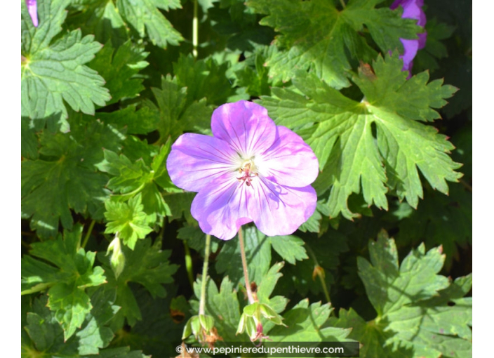 GERANIUM 'Rozanne'®