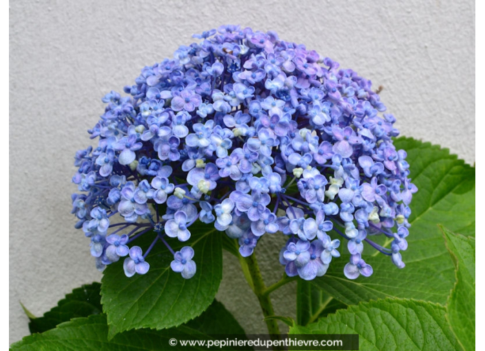 HYDRANGEA macrophylla 'Ayesha'