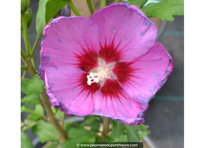 HIBISCUS syriacus 'Russian Violet'®