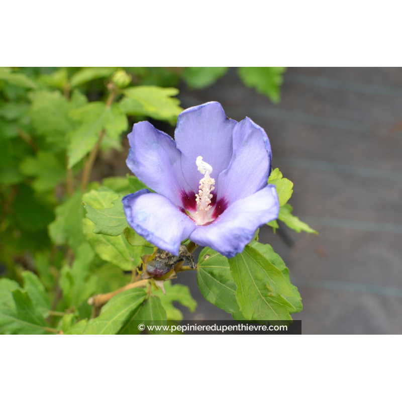 Hibiscus Syriacus Oiseau Bleu Bleu Exotique Pépinière Du