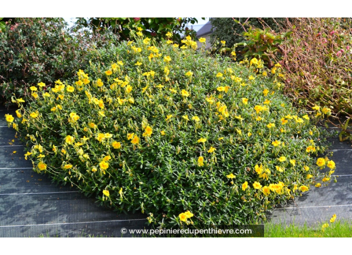 HELIANTHEMUM 'Golden Queen'