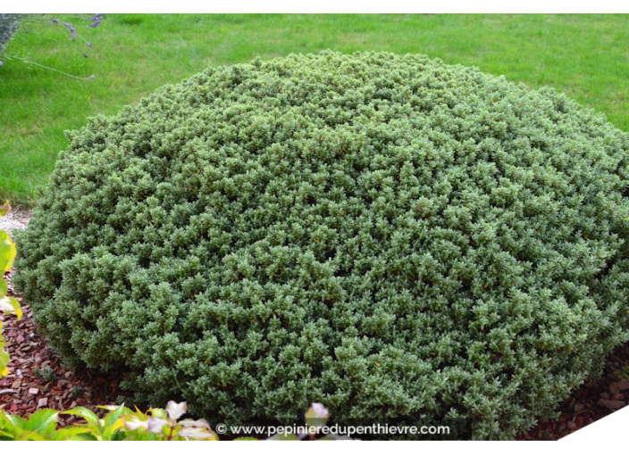 HEBE pinguifolia 'Sutherlandii'