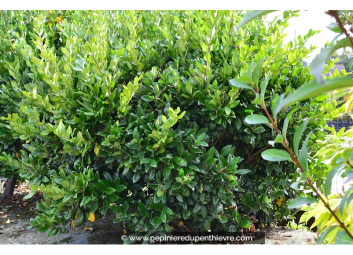 LIGUSTRUM japonicum 'Texanum'