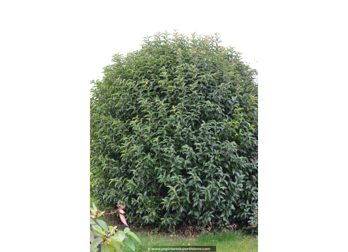 LIGUSTRUM japonicum