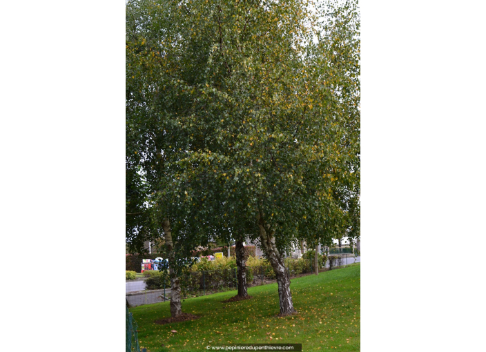 BETULA pendula