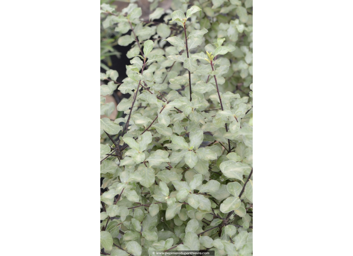 PITTOSPORUM tenuifolium 'Wrinkled Blue'