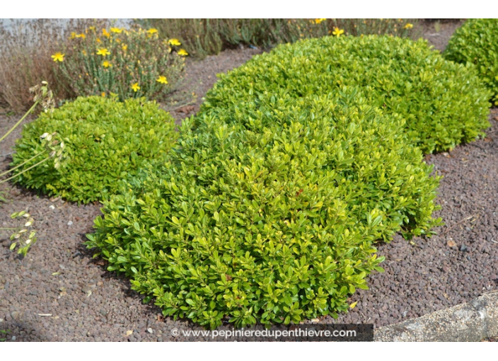 PITTOSPORUM tobira 'Nana'