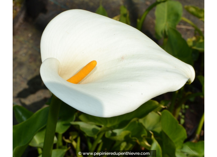 ZANTEDESCHIA aethiopica