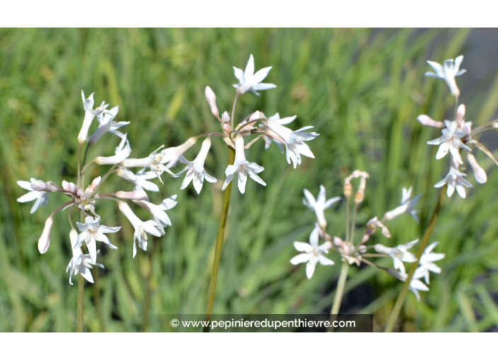 TULBAGHIA violacea 'Alba'