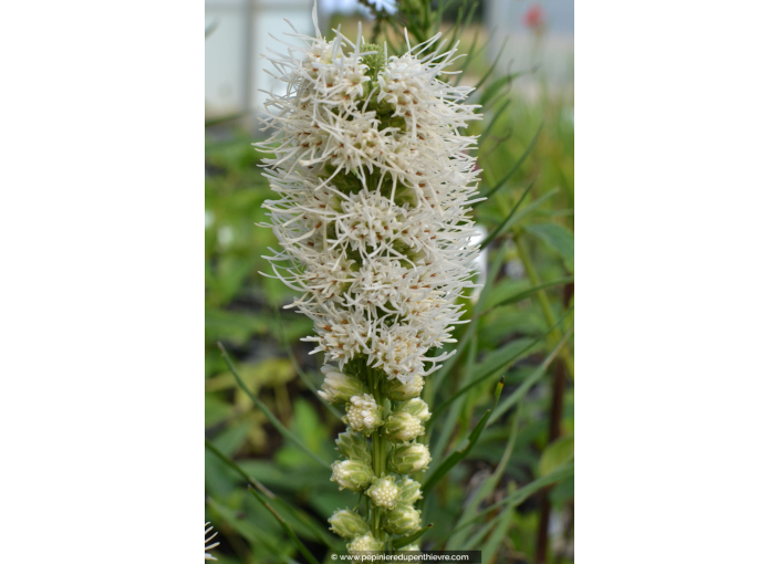 LIATRIS spicata 'Alba'