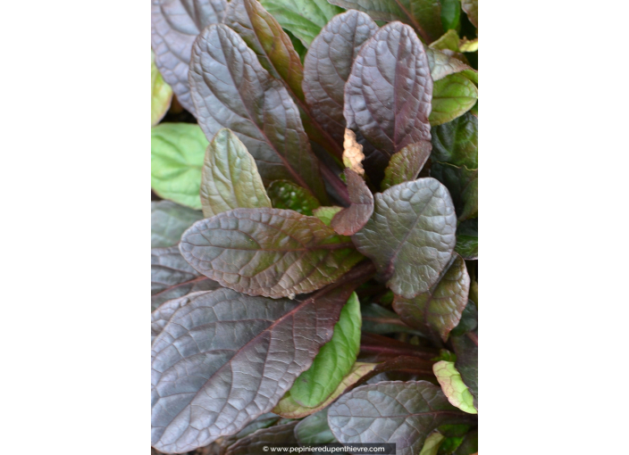 AJUGA reptans 'Atropurpurea'