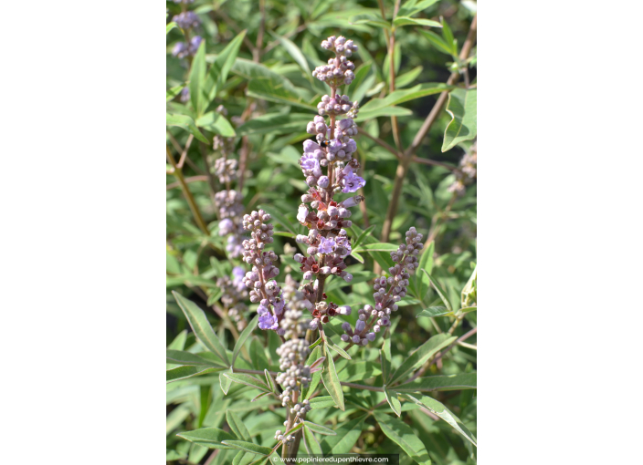 VITEX agnus-castus