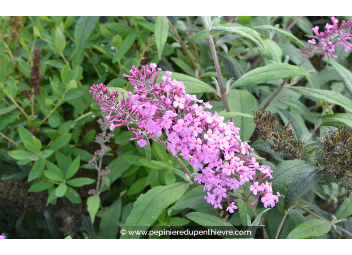 BUDDLEJA davidii 'Pink Delight'