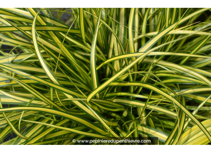 CAREX oshimensis 'Eversheen'