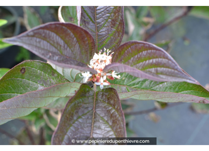 CORNUS alba 'Kesselringii'