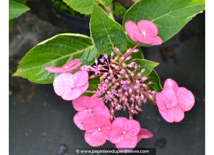 HYDRANGEA macrophylla 'Mousmee'