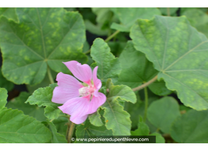 LAVATERA thuringiaca 'Barnsley Baby'