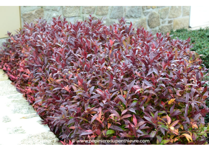 LEUCOTHOE walteri 'Scarletta'