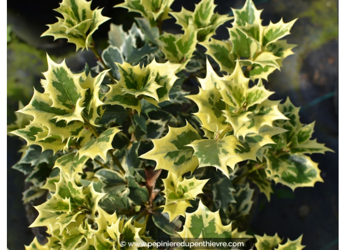 OSMANTHUS heterophyllus 'Variegatus'