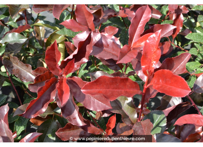 PHOTINIA x fraseri 'Red select'