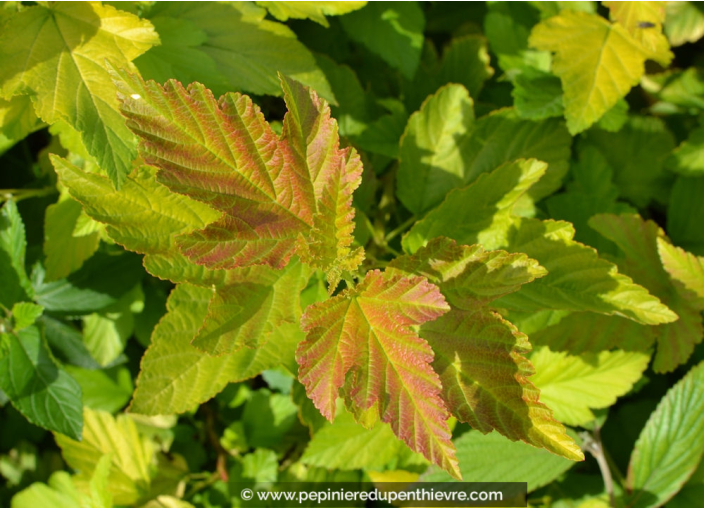 PHYSOCARPUS opulifolius 'Dart's Gold'