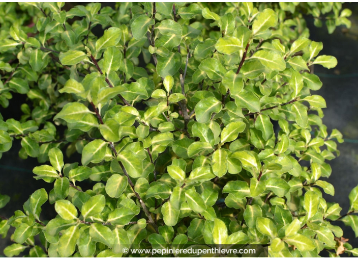 PITTOSPORUM tenuifolium 'Abbotsbury Gold'