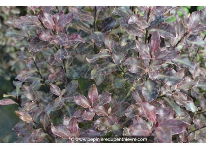 PITTOSPORUM tenuifolium 'Purpureum'