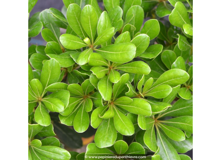 PITTOSPORUM tobira