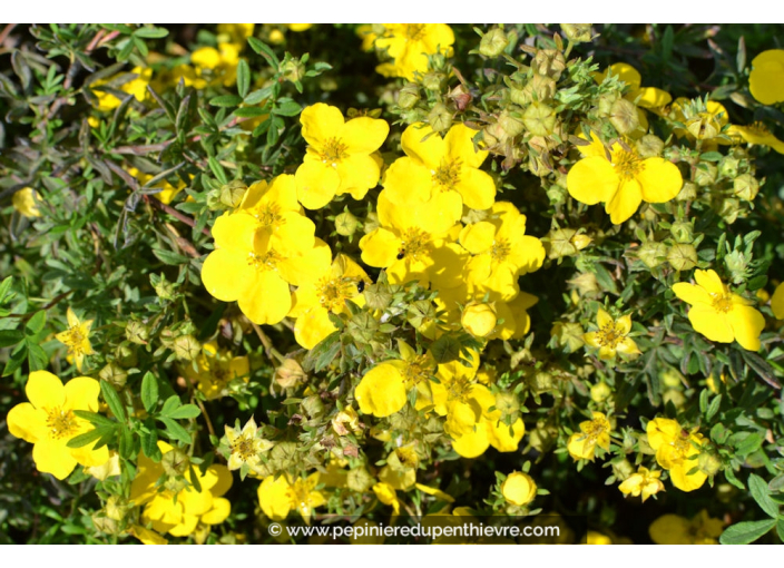 POTENTILLA fruticosa 'Goldfinger'